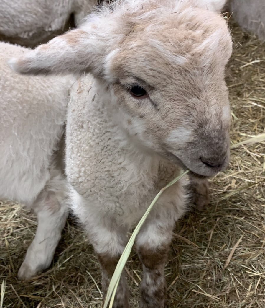lambning's tweet photo. https://t.co/xamRsHdStI