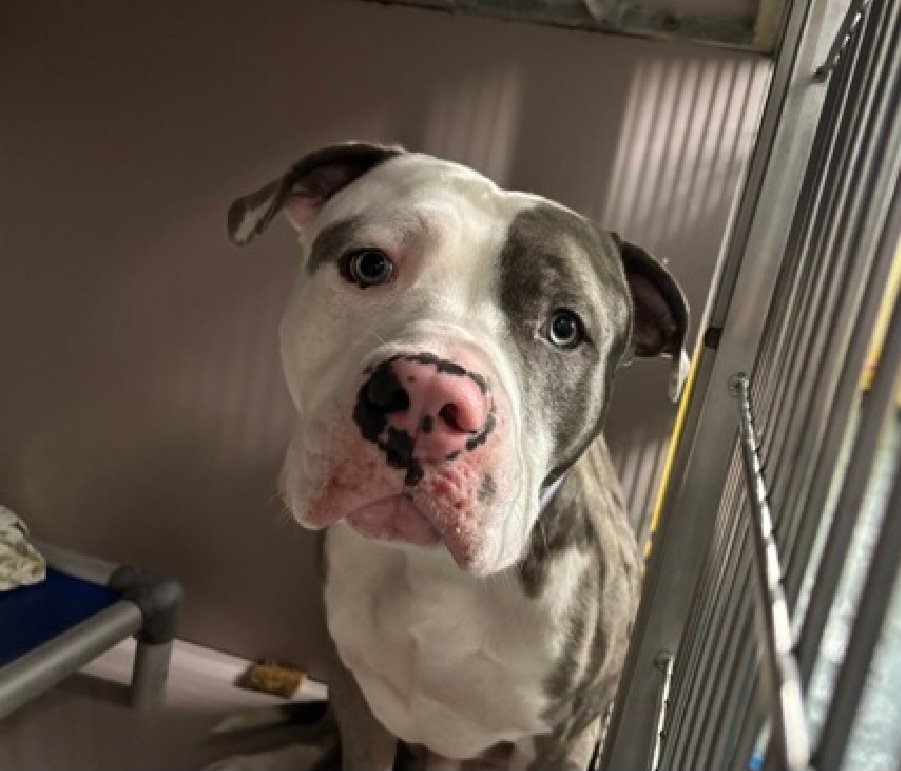 MorgFairsdogs's tweet photo. Oakley Kazooie 266018
Listed TBK 9/29
#NYCACC #RescueOnly 
He is a cute 2 yr old
Has only been there 7 days
Heart Murmur 🚑
Had bite incident w/dog
Reactive to dogs, cats &amp; kids
All adult home 
Save Oakley Kazooie!
https://t.co/J4GjG2ocqV
#Pledge4Rescue #foster #adopt https://t.co/CZVsufKf7U