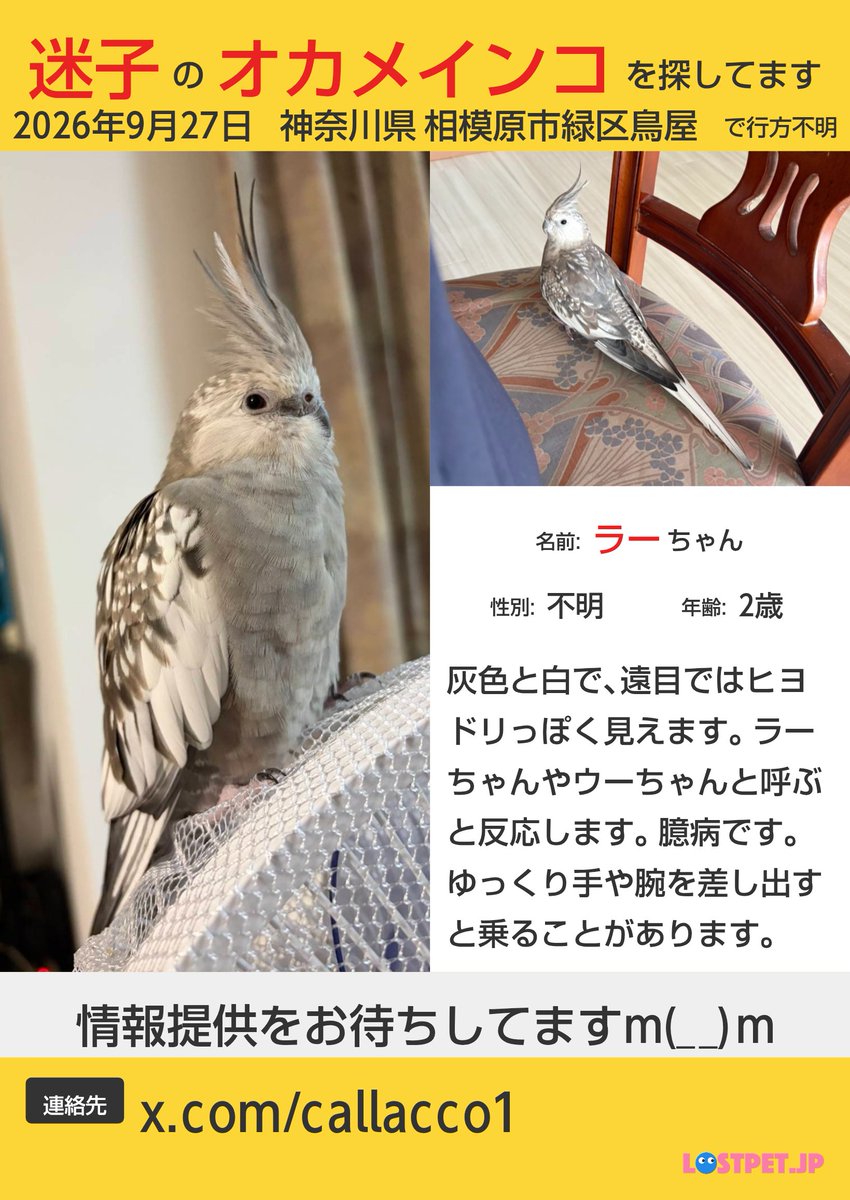 callacco1's tweet photo. 相模原でロストしたオカメインコを探しています。
ご協力よろしくお願いいたします。 https://t.co/JsyzGbwABj