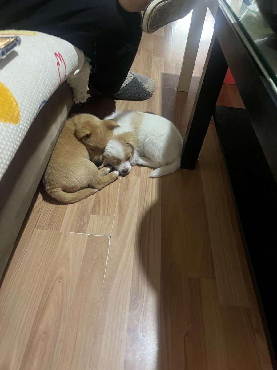 Hand2qo's tweet photo. Mi perro me acompaó hoy mientras trabajaba desde casa, su calorcito en los pies hizo que el día fuera mucho más bonito ， https://t.co/UBhZMkecoh