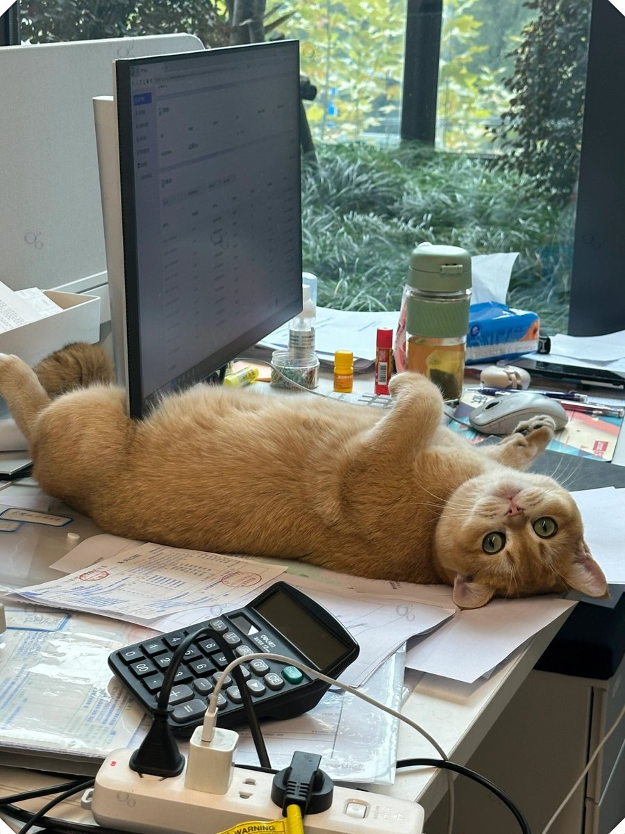 CordeliaDdj's tweet photo. Hoy en la oficina, el gato de la empresa subió a la mesa del jefe y se durmió sobre su informe de proyectos. Nadie se atrevió a despertarlo, así que terminamos trabajando con un felinocéntrico fondo. https://t.co/ckwHEtyV5E