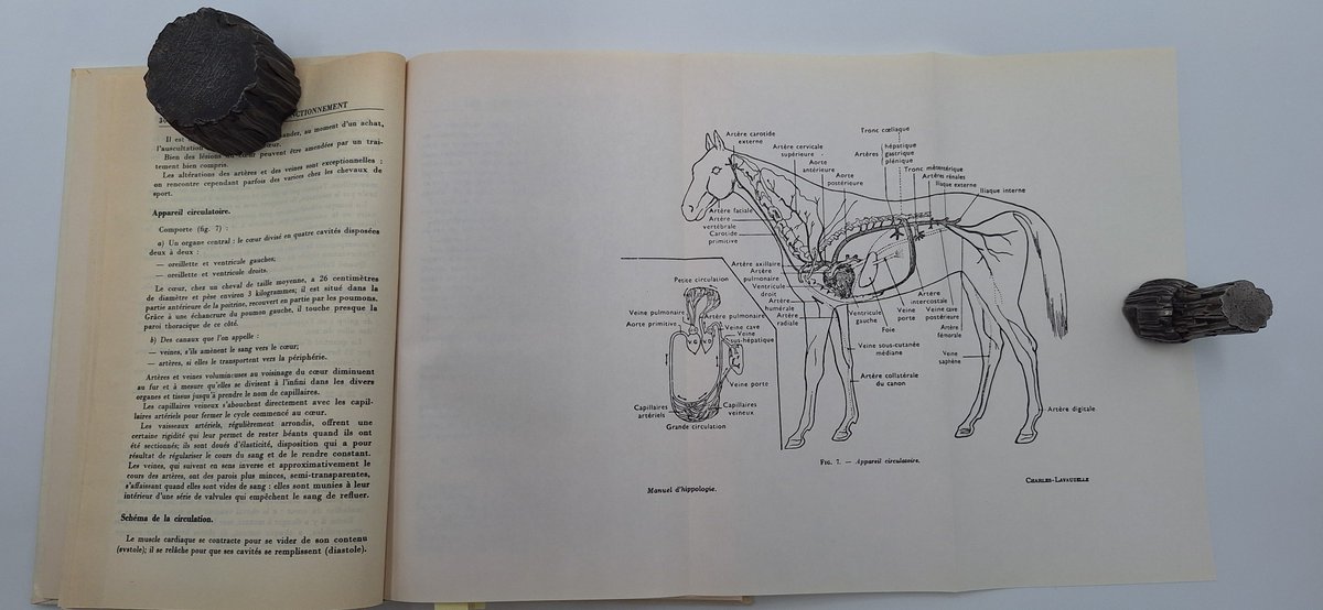 RareTome's tweet photo. 🐎 Equitation
Manuel d’hippologie - Henri Aublet, 1975.
Un manuel équestre particulièrement intéressant avec ses 7 grandes planches anatomiques dépliantes, toutes présentes.
Exemplaire en bel état.
9,90 € sur eBay.
#RareTome
#LivresAnciens

https://t.co/GFizMY6MaX https://t.co/e4648nbfqj