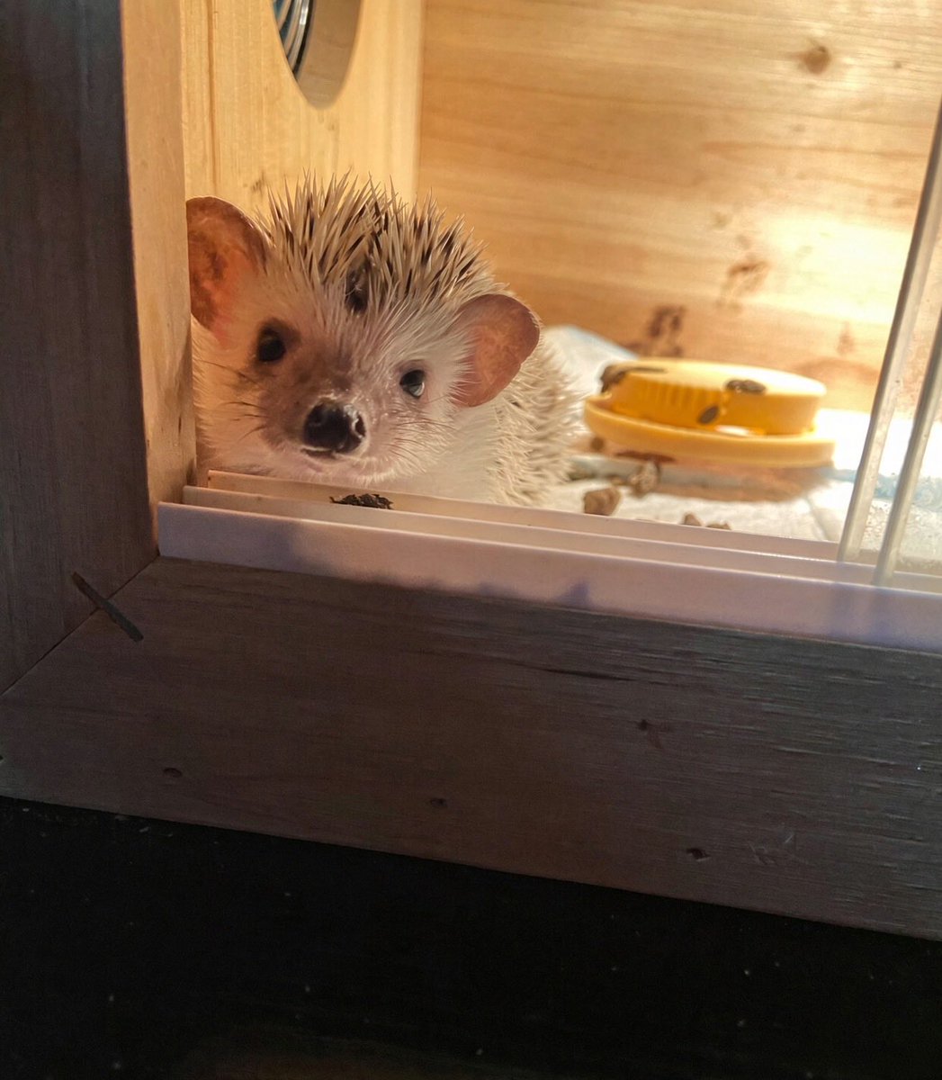 LR_UNNG's tweet photo. 陪着爸比的棉花糖🦔 https://t.co/d5o3UuuDnq