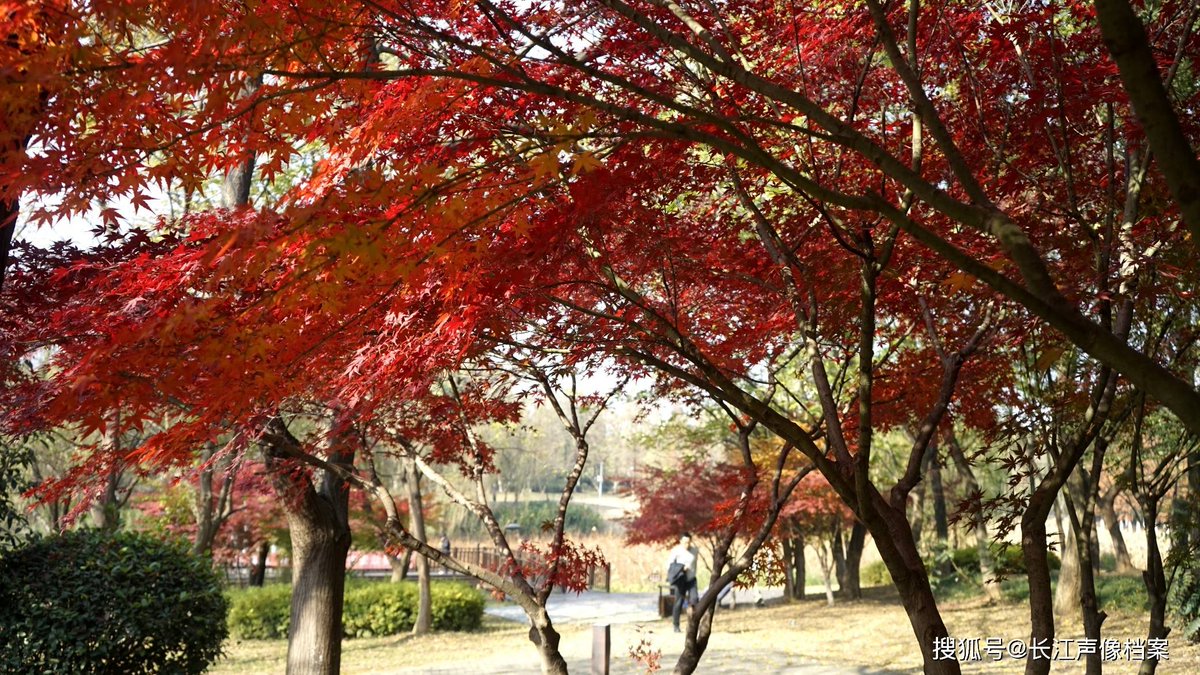 Bobbyee69's tweet photo. Qué día de otoo perfecto! El sol brillante pinta las hojas de colores cálidos mientras caminamos por el parque. https://t.co/0TLaxcU3jR