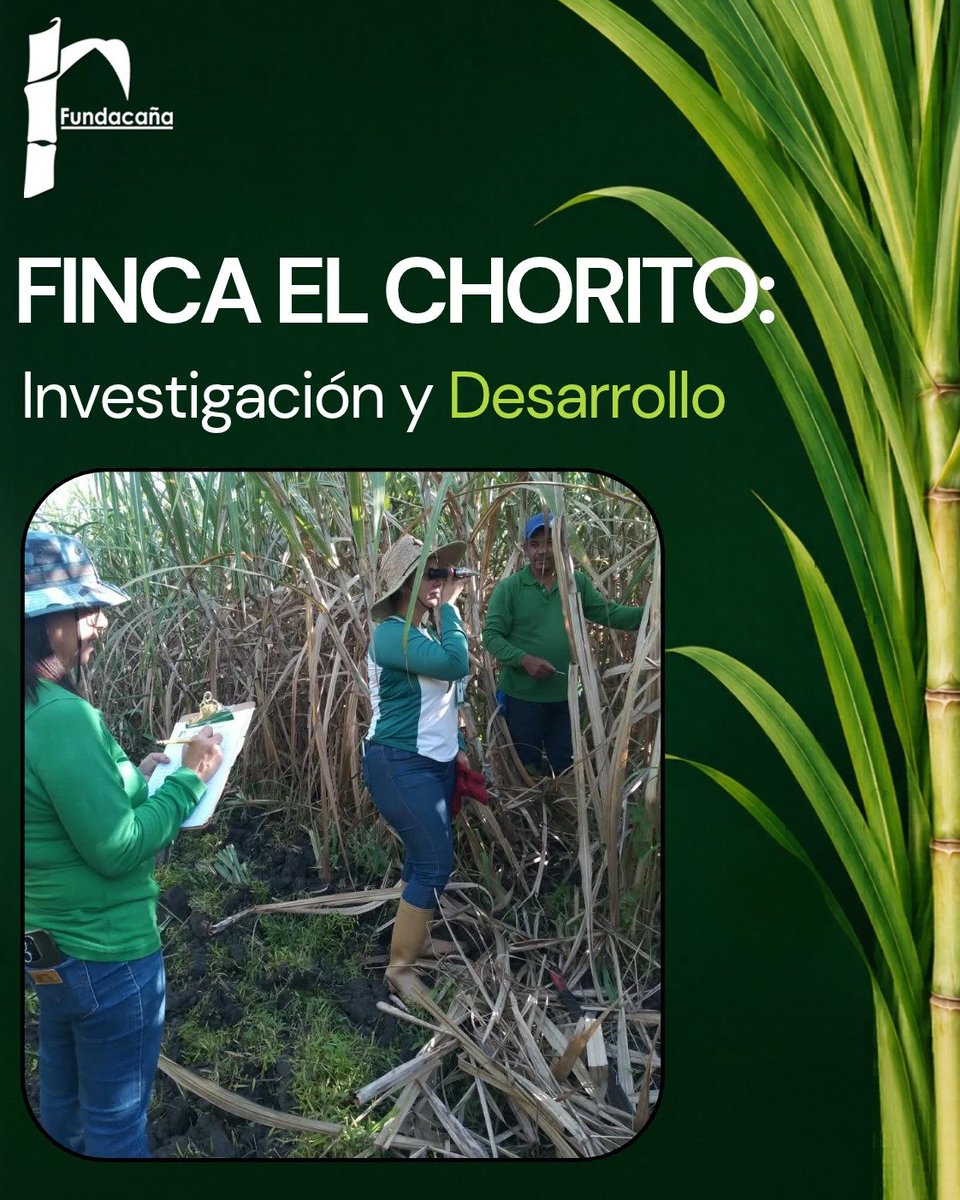 Fundacana's tweet photo. En Fundacaña avanzamos con el establecimiento de Ensayos de investigación en la Finca El Chorito, ubicada en📍 Acarigua, estado Portuguesa.
Contar con aliados estratégicos es fundamental para seguir impulsando la investigación, la innovación y el desarrollo técnico #Rendimiento https://t.co/C6DdLcItIo