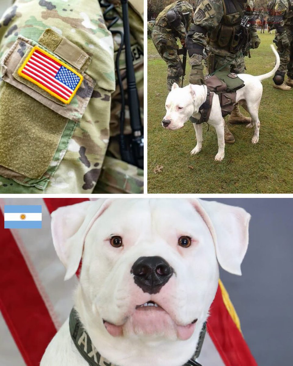 mavica7's tweet photo. Axel, un Dogo Argentino de 3 años que nació sordo, pasó de haber sido entregado a un refugio cuando era cachorro a prepararse para desplegarse junto al 1er Batallón del 125.º Regimiento de Infantería de la Guardia Nacional de Michigan. Su cuidadora, la sargento Mollie Karazim, lo adoptó y desarrolló un sistema basado en señales visuales y movimientos de las manos. Axel ya reconoce más de 50 comandos, incluidos varios inspirados en el lenguaje de señas estadounidense.

Pero hay una precisión importante: Axel no es un perro de combate ni está entrenado para atacar o detectar explosivos. Es un ministry dog, un perro destinado a acompañar al equipo de capellanía y brindar apoyo emocional y espiritual a los soldados. Participa en entrenamientos, ejercicios de campo y traslados junto a la unidad, y ahora acompañará al batallón durante su próximo despliegue. La Guardia Nacional destaca que su sordera terminó convirtiéndose en parte de su particular vínculo de confianza con Karazim y con los soldados. ❤️