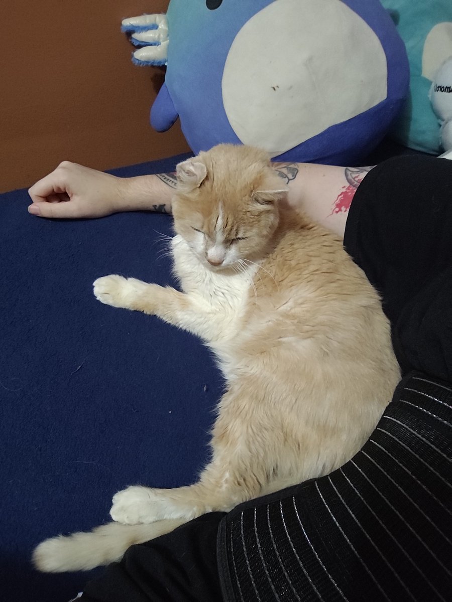 hollywoodrose_'s tweet photo. good afternoon sarah nation 😄 

started subcutaneous fluids yesterday and he was a very brave boy ! he's eating so much more and doing so good ... so proud of my baby :3 

please donate or share !!! tysm 😊 

https://t.co/zVqqIn8v67 https://t.co/Cs7Y6zMLmX