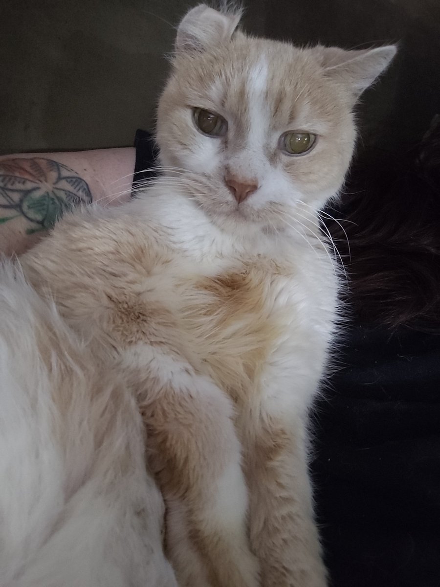 hollywoodrose_'s tweet photo. good afternoon sarah nation 😄 

started subcutaneous fluids yesterday and he was a very brave boy ! he's eating so much more and doing so good ... so proud of my baby :3 

please donate or share !!! tysm 😊 

https://t.co/zVqqIn8v67 https://t.co/Cs7Y6zMLmX