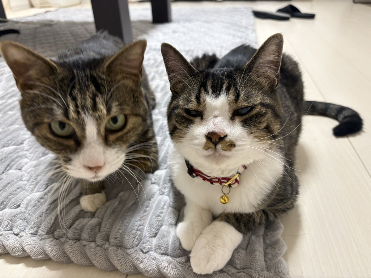 Manachi_1024's tweet photo. Happy Birthday ルカ🐈🎉

オジネコ11才になりました😌 https://t.co/r0zvoDsbGF