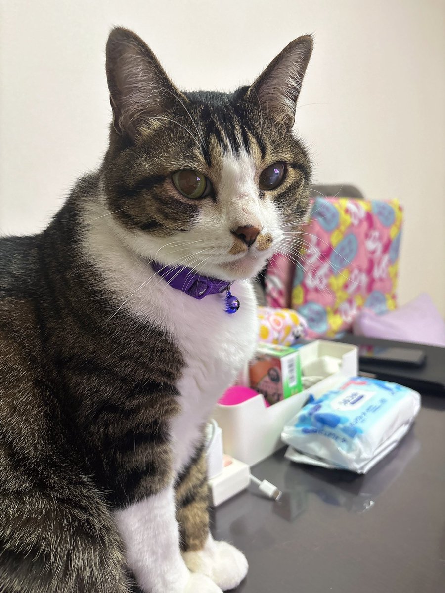 Manachi_1024's tweet photo. Happy Birthday ルカ🐈🎉

オジネコ11才になりました😌 https://t.co/r0zvoDsbGF