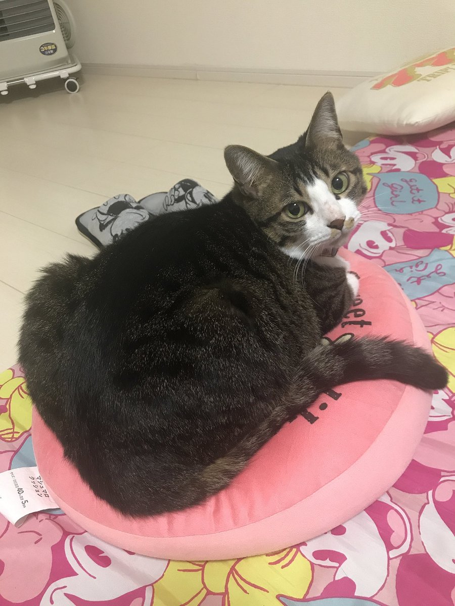 Manachi_1024's tweet photo. Happy Birthday ルカ🐈🎉

オジネコ11才になりました😌 https://t.co/r0zvoDsbGF