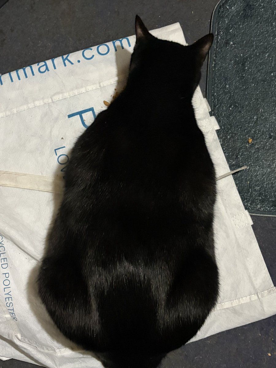 BillyLcc's tweet photo. @xxxlvoid You have fine tastes 😊🐈‍⬛❤️ https://t.co/7IuyEqmASs