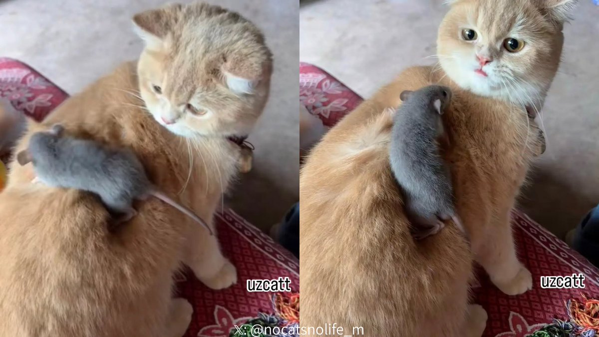 NoCatsNoLife_m's tweet photo. 🐱 : Excuse me… why are you climbing on me? https://t.co/qUplJ644FA