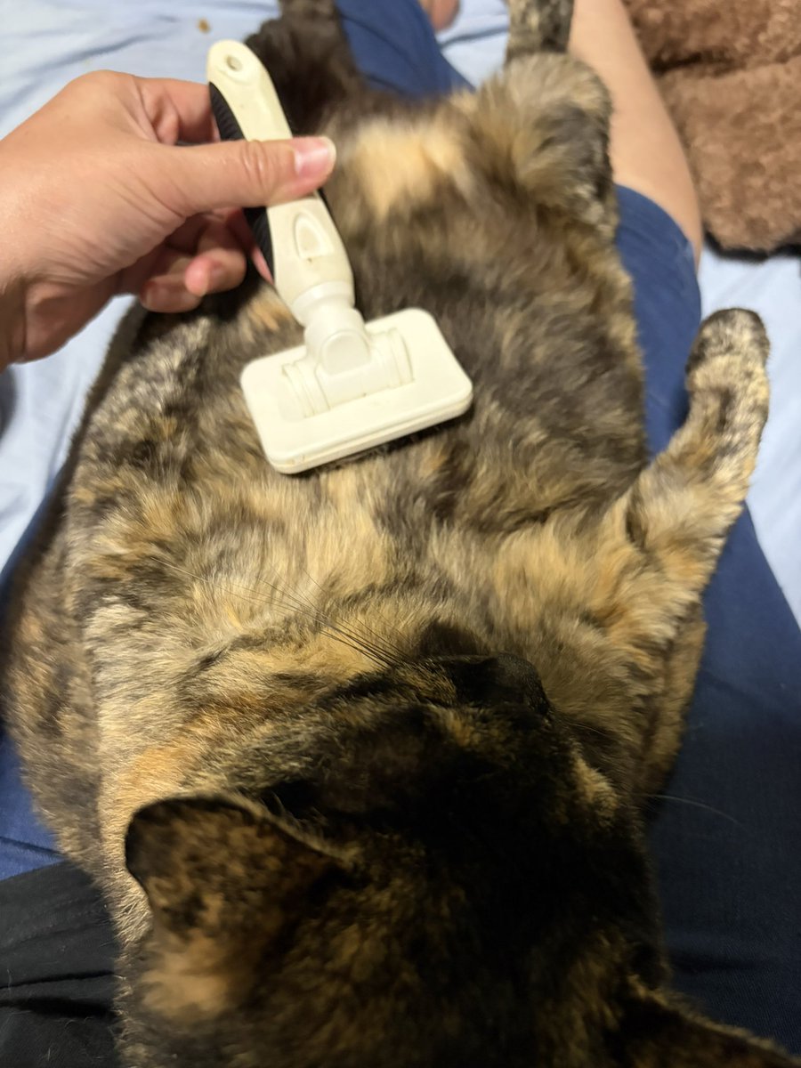 akitofuyuto's tweet photo. されるがままのたぬき…もといひたぎさん🐱 https://t.co/mhVetSaIpL