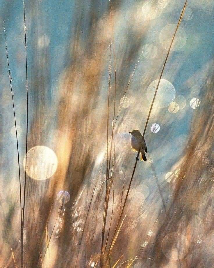 becomingstill_'s tweet photo. The world was full
of places to go,

but the bird
chose one thin branch
and stayed.

There is wisdom
in knowing
when you have arrived
somewhere gentle enough
to rest. https://t.co/mYl3dAsflg