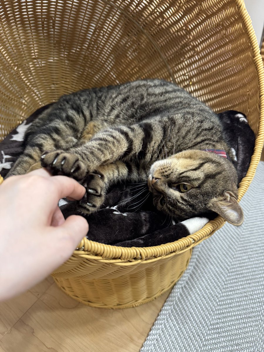 SabunoMeru's tweet photo. おてて離したくないﾈｺﾁｬﾝ……… https://t.co/5gGqHHLhYR