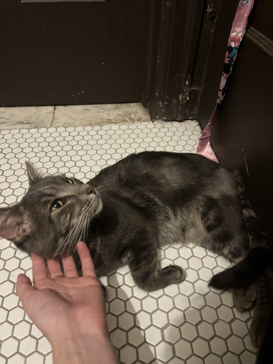 misaaee_e's tweet photo. sweet kitty boyyy https://t.co/UfjKvuq6cb