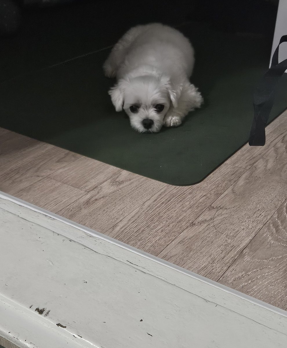sunlike_sol's tweet photo. 함께 자고 싶다고 항의 중 (MBTI : CUTE) https://t.co/GuVSiYNlzG