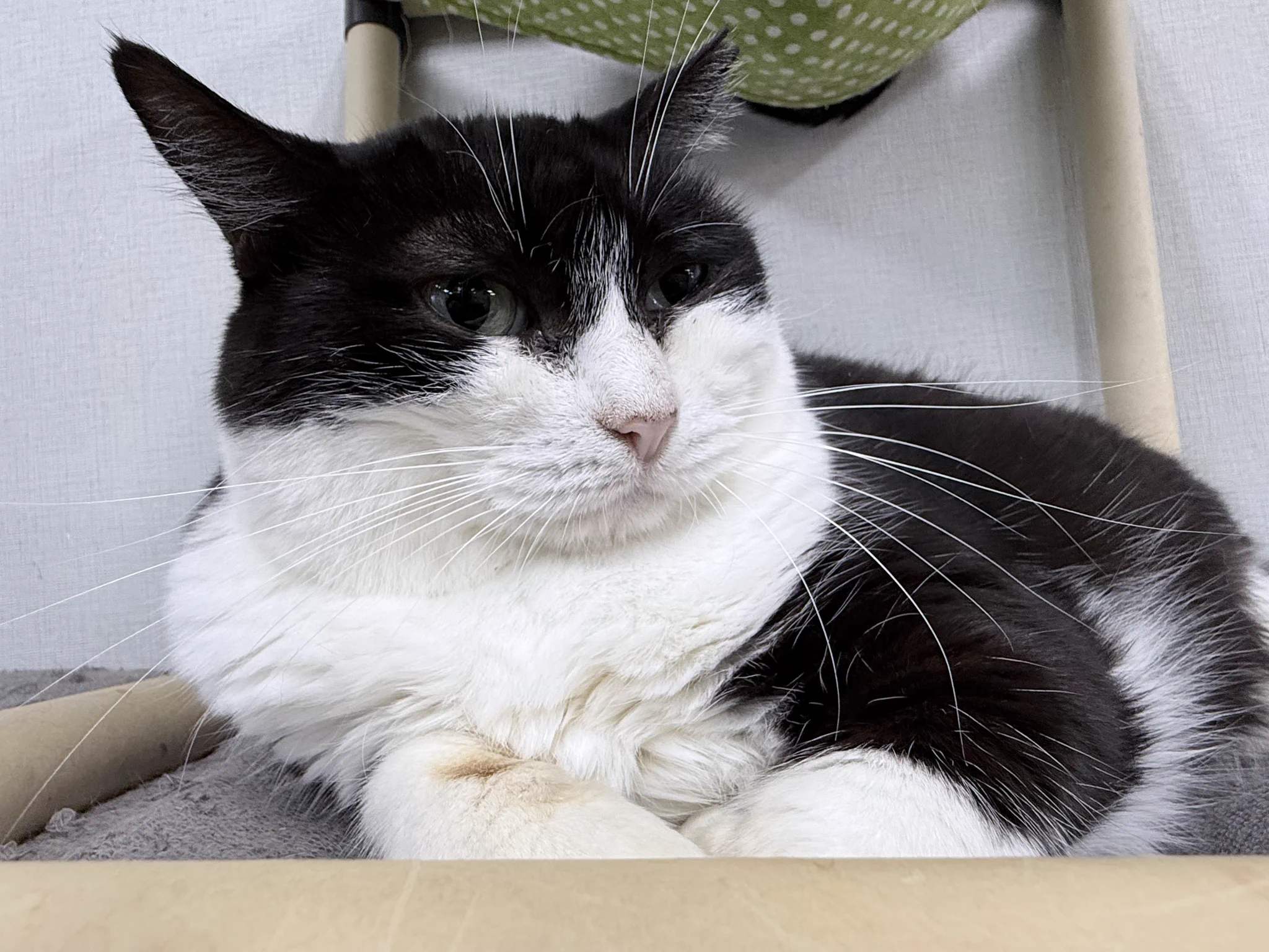 保護猫かふぇ かぎしっぽ on X: 