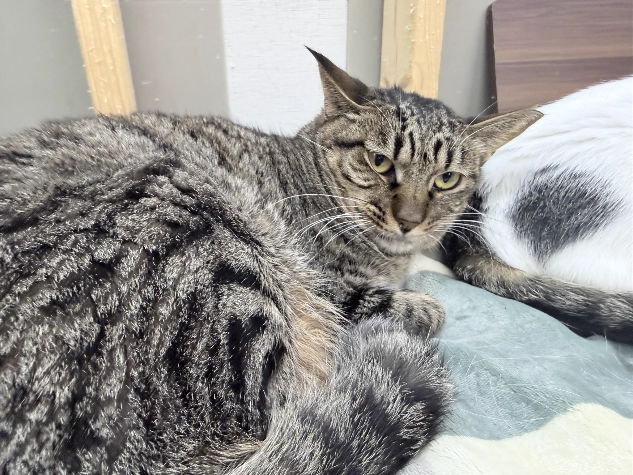 保護猫かふぇ かぎしっぽ on X: 
