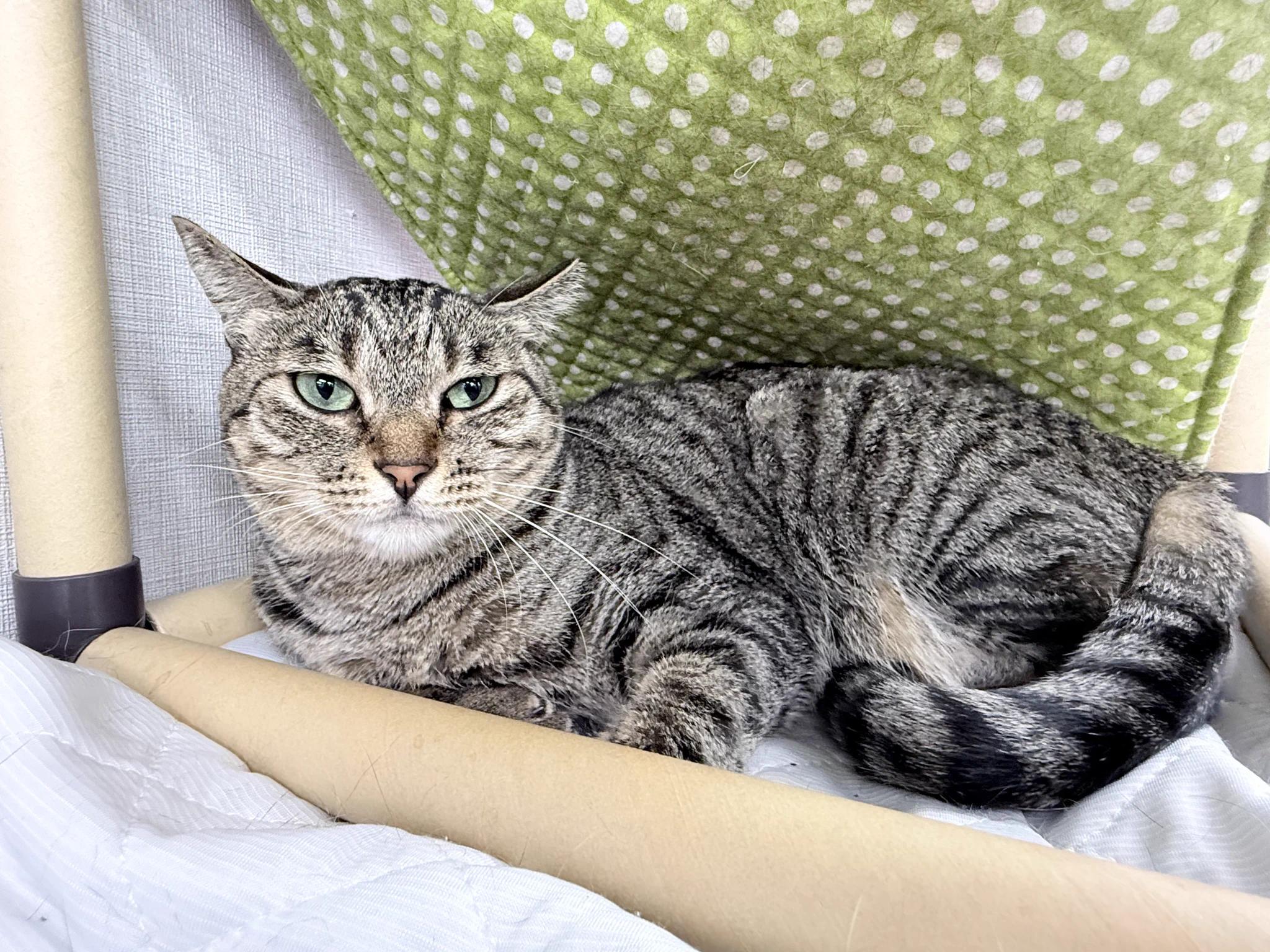 保護猫かふぇ かぎしっぽ on X: 