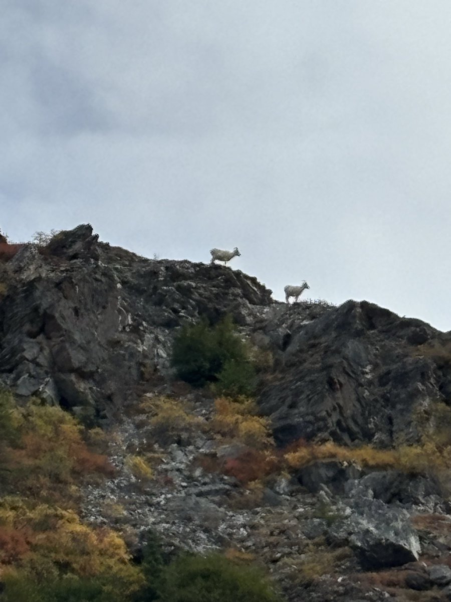 themountainmove's tweet photo. The wilderness is always on my mind … https://t.co/NF17uxvsD1