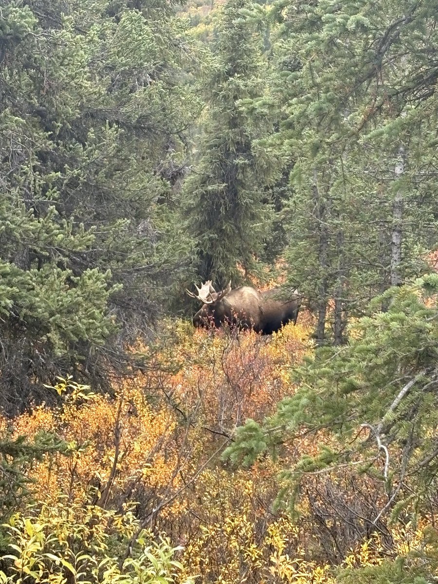 themountainmove's tweet photo. The wilderness is always on my mind … https://t.co/NF17uxvsD1