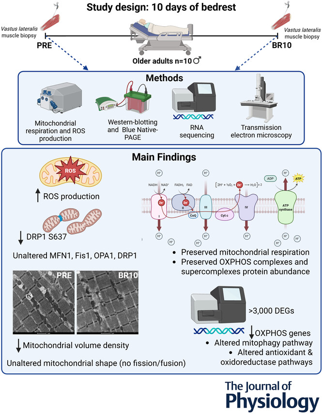 dantawfik's tweet photo. Just 10 days of bed rest reduces mitochondrial content by double digits in older adults while ROS production spikes. Function stays intact only because each mitochondrion works overtime.

A Journal of Physiology study tracked what happens to muscle mitochondria in 10 older men (average age 68) during 10 days of complete bed rest. This simulates what happens during hospitalization, illness recovery, or any period where you stop moving.

The findings show a temporary compensation that masks underlying damage.

Key findings:

• Mitochondrial quantity dropped significantly
• Damaging free radical production increased 62-65%
• Energy production capacity remained normal
• Each remaining mitochondrion worked harder to compensate
• Over 3,000 genes changed, with energy pathways shutting down
• Antioxidant defenses weakened while stress signals activated

After just 10 days of complete inactivity, older adults lost a substantial portion of their mitochondrial mass. Mitochondrial volume density measured by electron microscopy dropped significantly, and citrate synthase activity fell in parallel.

But here's the twist: total energy production stayed normal because the remaining mitochondria cranked up their individual output.

This sounds like good news. It's not.

The compensation comes at a cost. The mitochondria that survived started producing more reactive oxygen species, essentially damaging molecules that your cells normally neutralize with antioxidant systems. Production went up while the cleanup systems got weaker.

When damage production outpaces your ability to clear it, problems accumulate.

The gene expression data revealed what's happening. More than 3,000 genes changed their activity levels. Genes responsible for building new mitochondria and maintaining energy production all got dialed down. Meanwhile, emergency stress response genes activated.

Your muscle is essentially preparing for prolonged shutdown while trying to manage rising damage.

This pattern matters because it defines the sequence. Mitochondrial loss and oxidative damage happen first, within 10 days. Actual energy production failure comes later, after the compensation exhausts itself.

Previous studies in young adults showed they maintained their mitochondrial content after 10 days of bed rest. Older adults in this study lost it. The age-related difference in resilience to inactivity is significant.

Younger muscle can weather short periods of inactivity without shedding mitochondria. Older muscle starts losing them within days.

The practical implication: if you're over 65 and face a period of reduced activity from illness, injury, or hospitalization, mitochondrial decline starts almost immediately. The energy production numbers might look fine initially, but you're operating on fewer, overworked mitochondria producing more cellular damage.

Once you lose mitochondria, rebuilding them takes time and may be incomplete.

This explains why older adults often struggle to return to baseline function after hospitalization or illness. The visible problem is muscle weakness. The underlying driver is mitochondrial loss that happened in the first week or two of inactivity.

The intervention window is narrow. Maintaining some level of activity during periods that would otherwise be sedentary, protecting mitochondrial mass before it drops, matters more than trying to rebuild after the fact.

For healthy aging, the message is clear: consistency matters more as you age. Younger muscle tolerates gaps in activity. Older muscle doesn't have that buffer. A week or two of complete inactivity triggers changes that weeks or months of training built.

The decisions made during short periods of forced inactivity, whether you do simple resistance exercises in bed, walk as soon as possible, or stay completely sedentary, shape the mitochondrial foundation available when you try to resume normal activity.

Older muscle operates with less margin for error. The first 10 days of inactivity look deceptively manageable because energy production stays normal. The damage is happening at a level you can't feel yet.