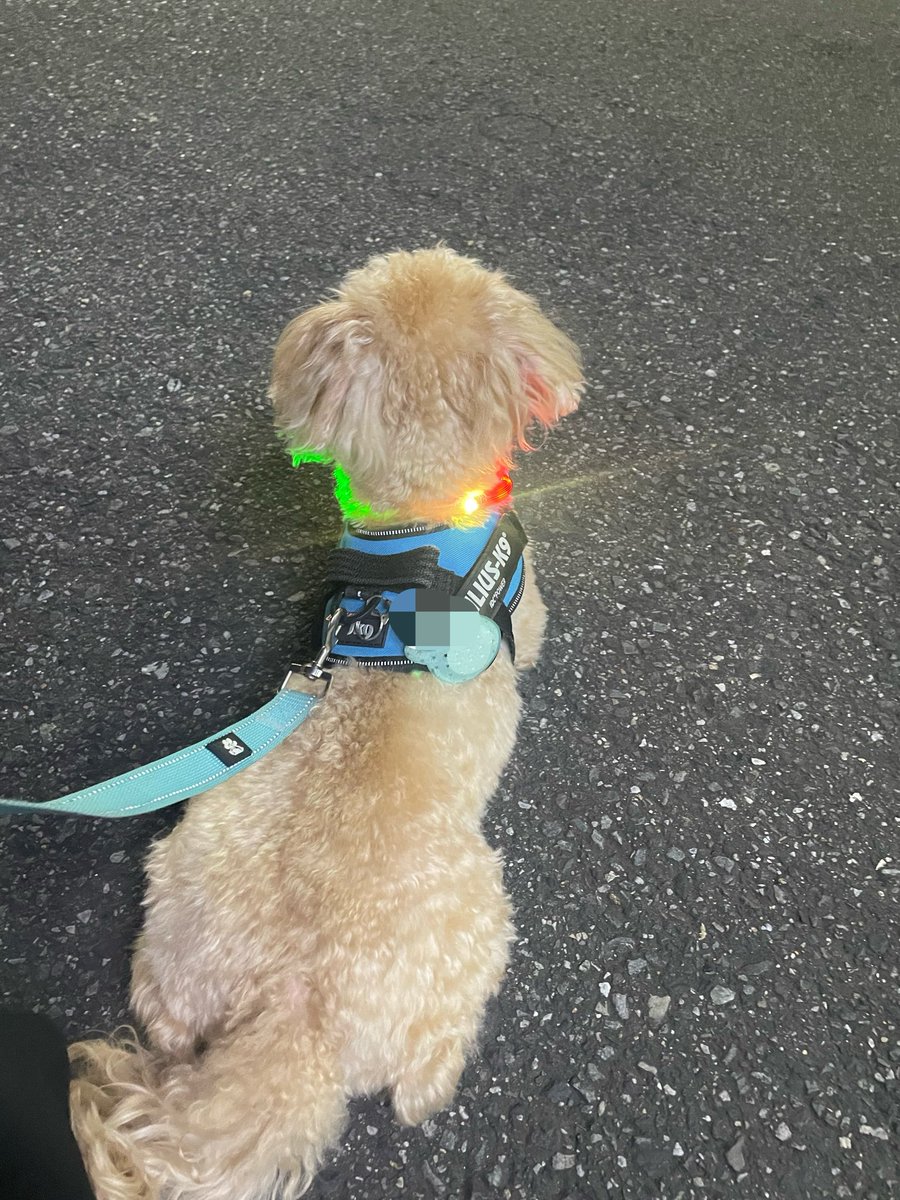 rkrk0816's tweet photo. パパのお迎えで駅まで来た発光犬🐶 https://t.co/R4mXeXC2kL