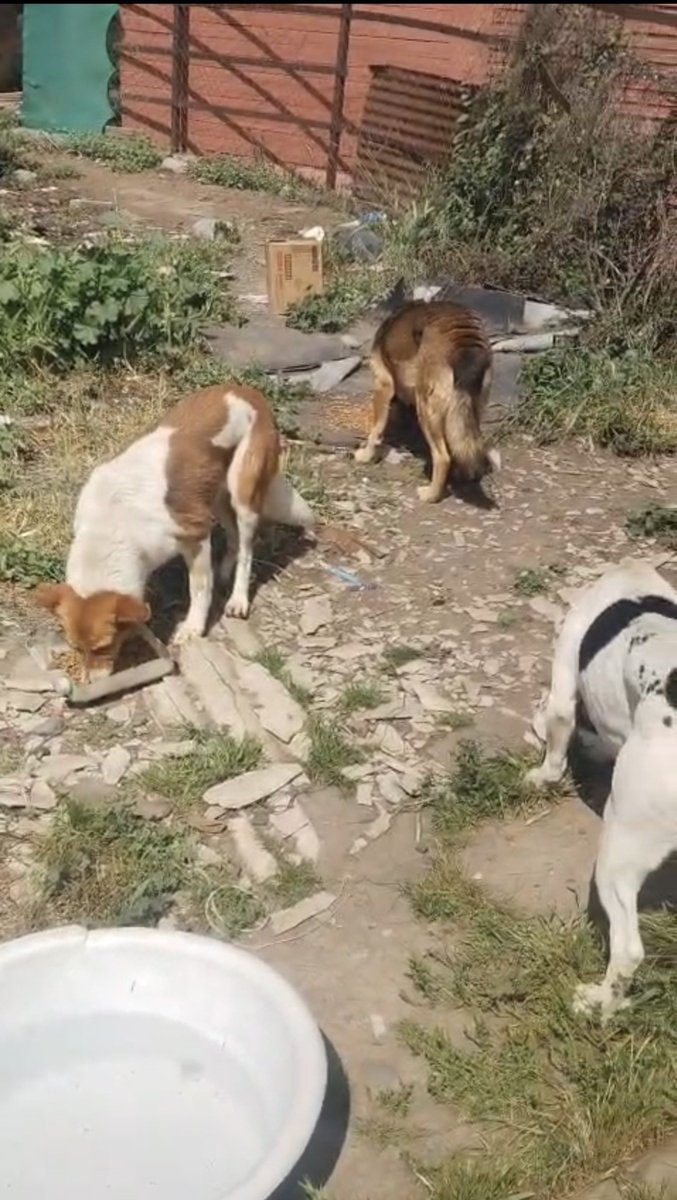 betohi's tweet photo. Buenas tardes a tod@s que tengan un lindo día Domingo en familia 🤗🌞
Quedaron comiditos y con agüita fresca l#s niñ@s de la Ruta Pancitas Felices de Machali😋
Gracias a vuestros aportes l@s bbes tienen su platito de comida todos los días
Agradecido de corazón🙏🏻🐩 😺🐶🌞😋🍀🥰🐾 https://t.co/LEmwy94SO6