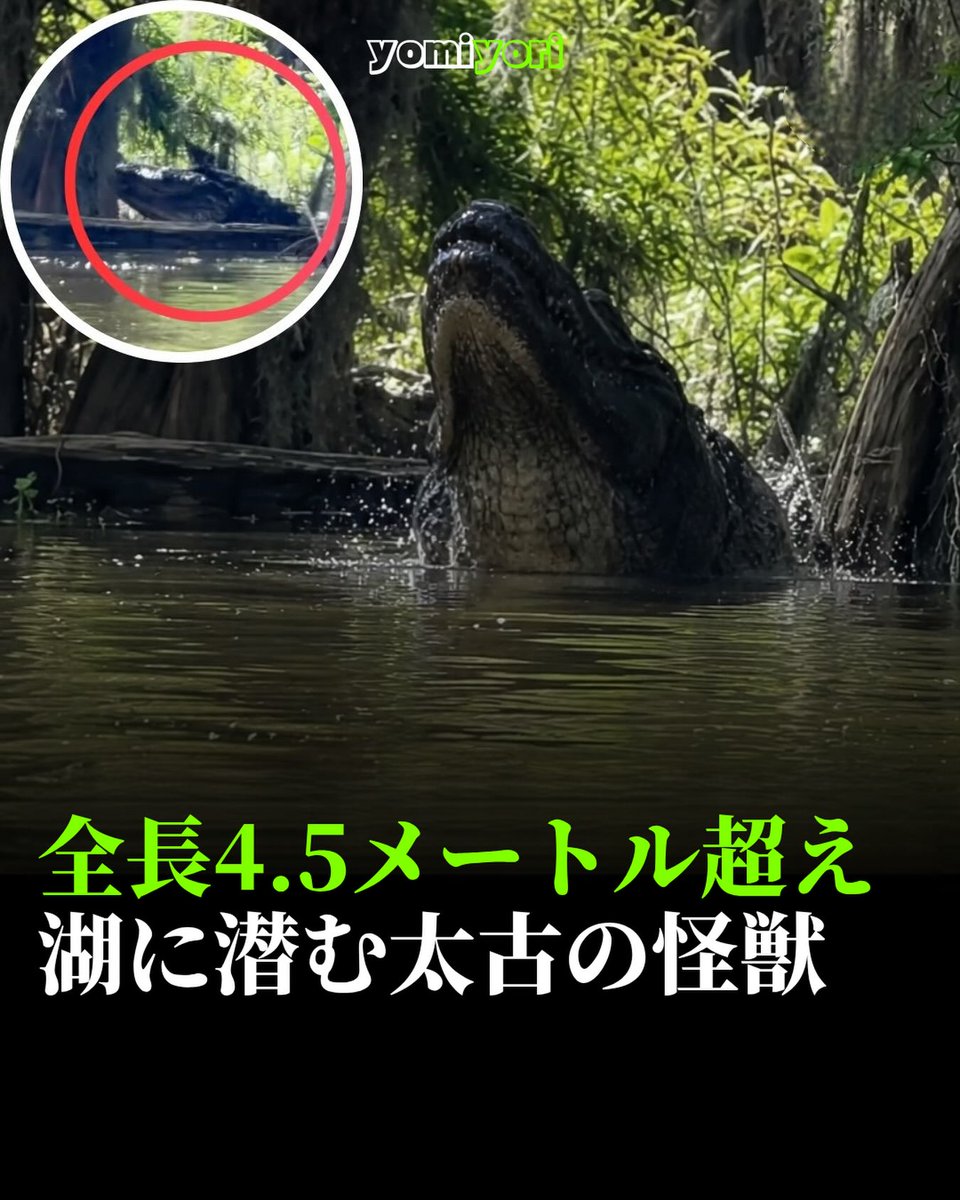 AngeloCedi9apy's tweet photo. A kayaker in Louisiana’s Cypress Island Preserve captured a massive alligator over 15 feet long and weighing more than 1, 000 pounds, its deep growl echoing across the water. A truly unforgettable encounter with a prehistoric-looking wild giant. https://t.co/PltXtFrjc6