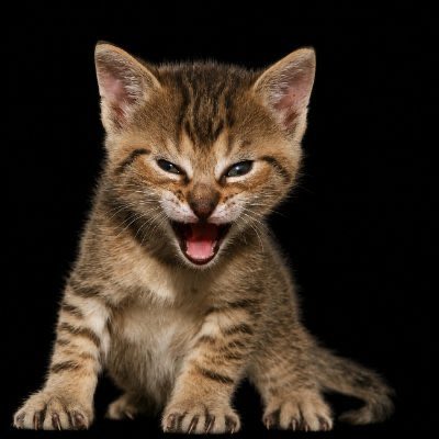 Tygrkitty's tweet photo. @binance TYGR https://t.co/L31NjvyCd8