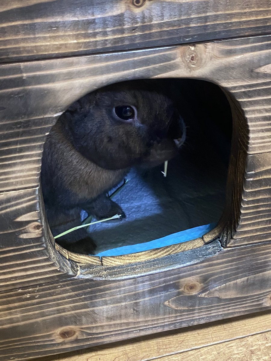 MA22KSH11's tweet photo. 今日のるーちゃん https://t.co/hH4CPTT6gl