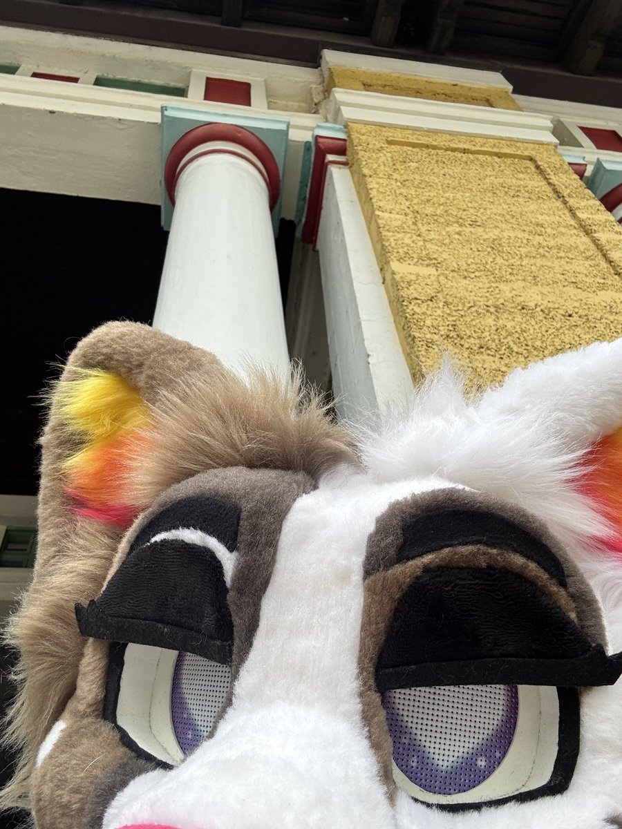 crowgooner's tweet photo. @SenTuberville im not a pilot but i am a furry https://t.co/baLGLEjOdH