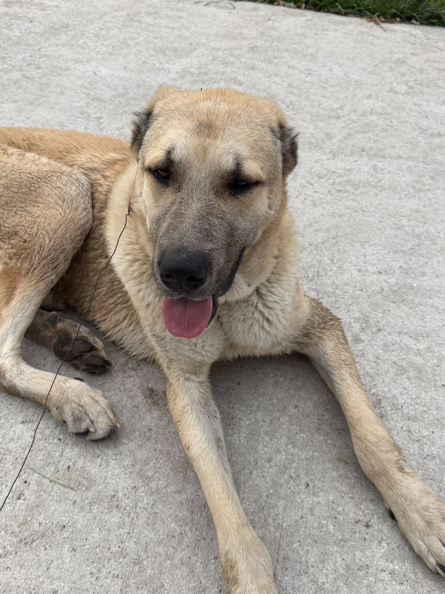 ozgeemeert's tweet photo. Bizim parka gelmiş bu köpek. Sanayicilerin bıraktığı köpeklerden biridir. Mahalle şikayet ediyor. Yer Ankara korumaya alan çıkar mı? https://t.co/tFlWoR0zTT