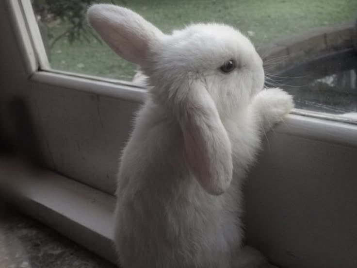 x_vani9's tweet photo. ㅤׂ 𝜗˚ ₊ 🎀 ☆ ‧ Aniㅤׂ 𝜚
    she/her | 17 ੭ !!

🐾 ． 𝖽𝗇𝗂
 ✦ weirdos / creeps / gross accounts

． 𝖻𝗒𝖿
🍼 ✦ I do not like or engage with irl NSFW content.

♡ or ↻ to be moots .ᐟ
꒰ #promotwt #moothunt ꒱ᕱ__ᕱ https://t.co/2jzLHtI1uq