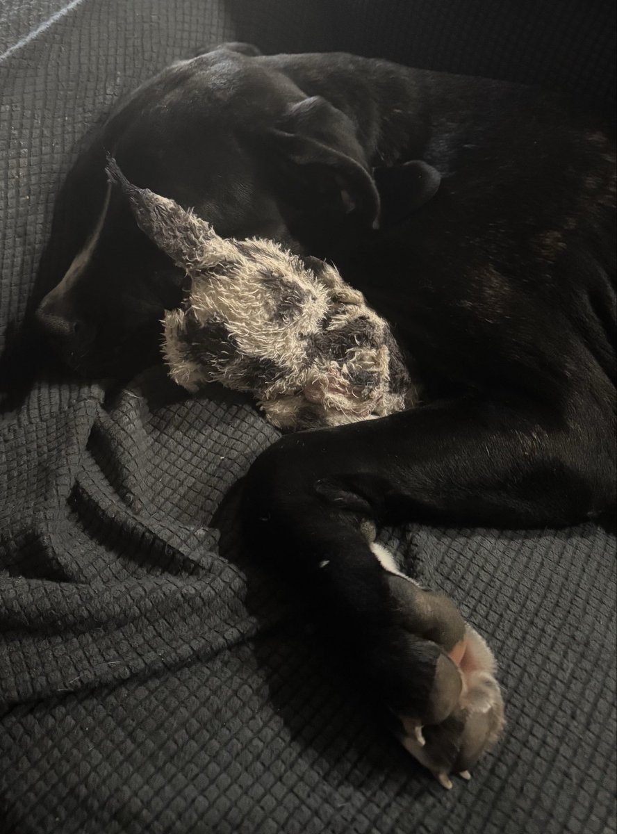 rainibrei's tweet photo. Dolly won the tug of war. Well deserved rest after 3 rounds of doggie UFC… https://t.co/7JHxHOQRD6