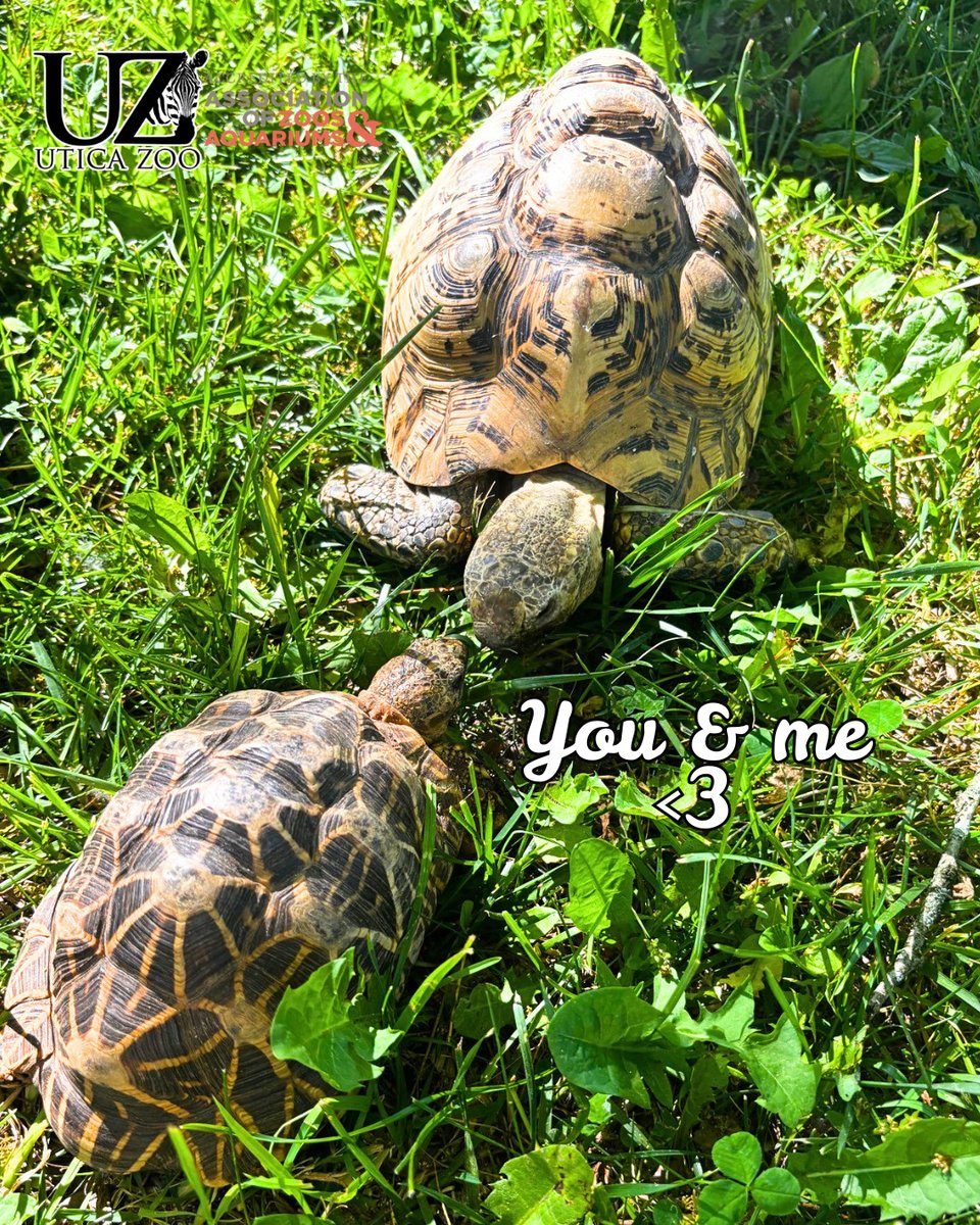 UticaZoo's tweet photo. You &amp; me if we were a Leopard tortoise and an Indian Star tortoise at the Utica Zoo 💚

Who's your partner in crime? Share this with them or tag them below!

#AZA #trortoise https://t.co/c0tcvgZ2KJ
