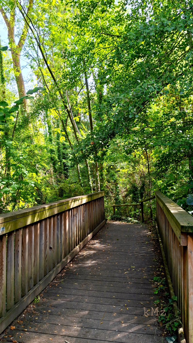 KrisMichelleZ's tweet photo. Our paths will cross again, inevitably 🌳👫🌿❤️ #thoughtoftheday #bridge #naturelovers #Sundaymood #trees https://t.co/Wy8A94pYwZ
