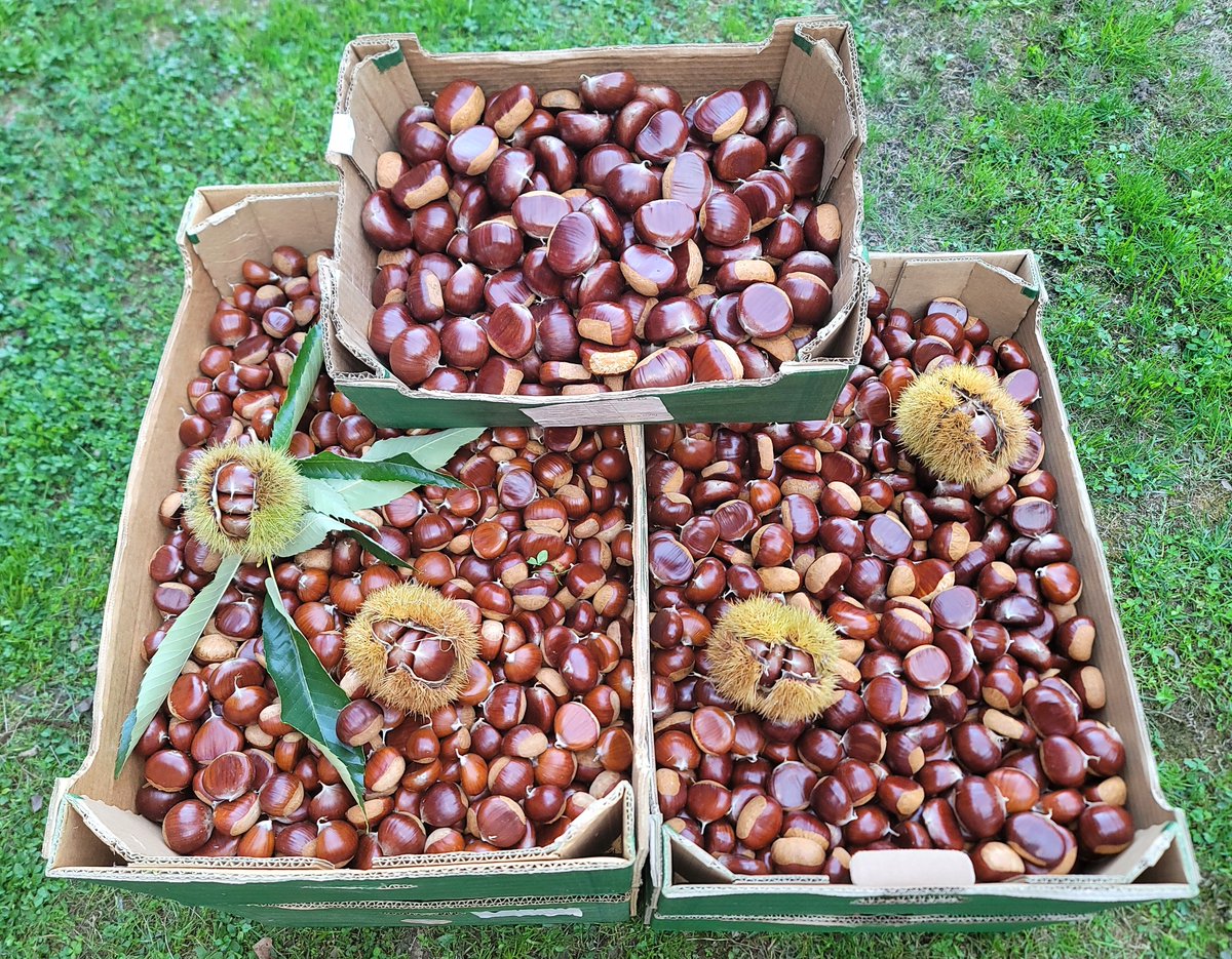 peterstrovs's tweet photo. update: pobranih in sortiranih 110 kil. vsaj 400 kil še na drevesih... ježice velikosti lubenic.
zaenkrat cca 54% drobnih sort 30-40, ostalo deluxe size 40-50 mm, nekaj super king megašpon size 50-60, v vsako vrečo gre par teh.
pakira se po 1, 2 &amp; 5 kil, priced accordingly >> DM https://t.co/LFkf1n6Bmv