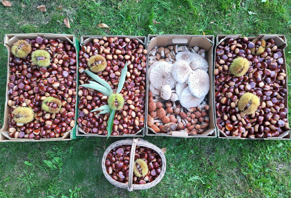 peterstrovs's tweet photo. update: pobranih in sortiranih 110 kil. vsaj 400 kil še na drevesih... ježice velikosti lubenic.
zaenkrat cca 54% drobnih sort 30-40, ostalo deluxe size 40-50 mm, nekaj super king megašpon size 50-60, v vsako vrečo gre par teh.
pakira se po 1, 2 &amp; 5 kil, priced accordingly >> DM https://t.co/LFkf1n6Bmv