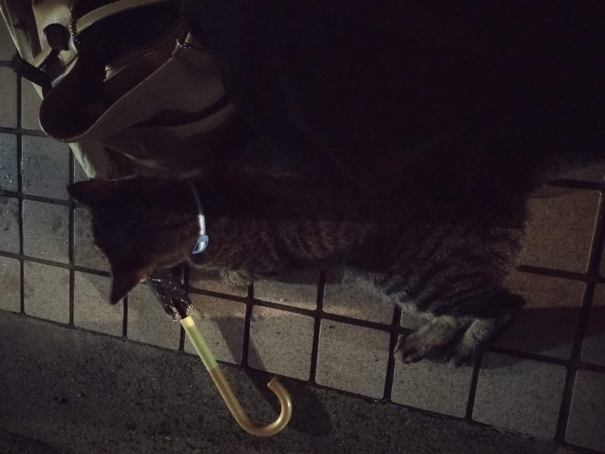 Kusomiso_Yuuki's tweet photo. どれだけ雨が降ろうが関係なく来てくれるミミちゃんが愛おしい。
でも濡れたら寒いから帰りなー？ https://t.co/RbmOoyfv3L