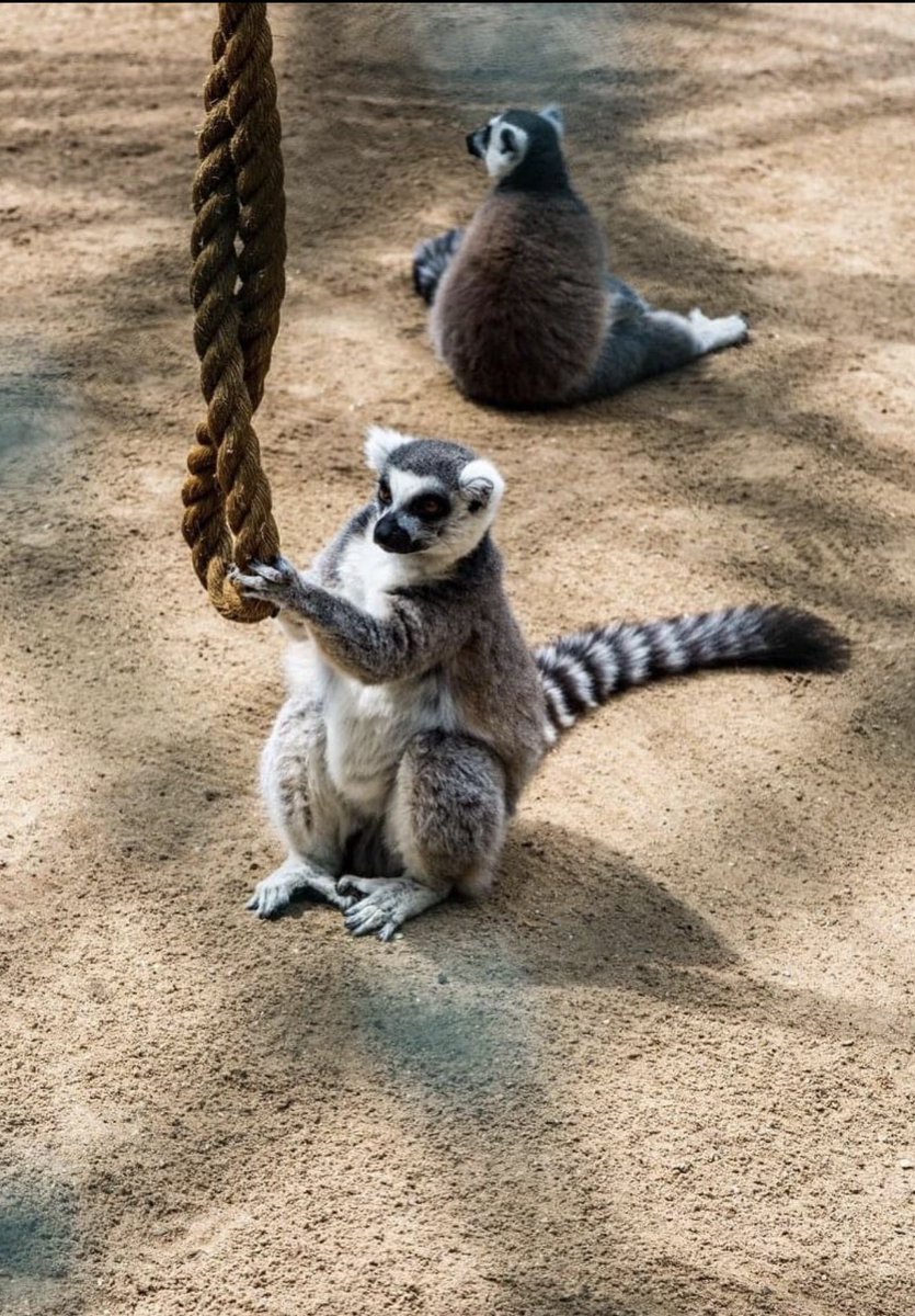 astrojoelvega's tweet photo. Hoy, domingo, nos hemos levantado temprano para ir a Bettembourg y llevar a nuestra peque al único zoo de Luxemburgo, para que pueda disfrutar viendo a todos los animales. https://t.co/SuEOoEtfIj