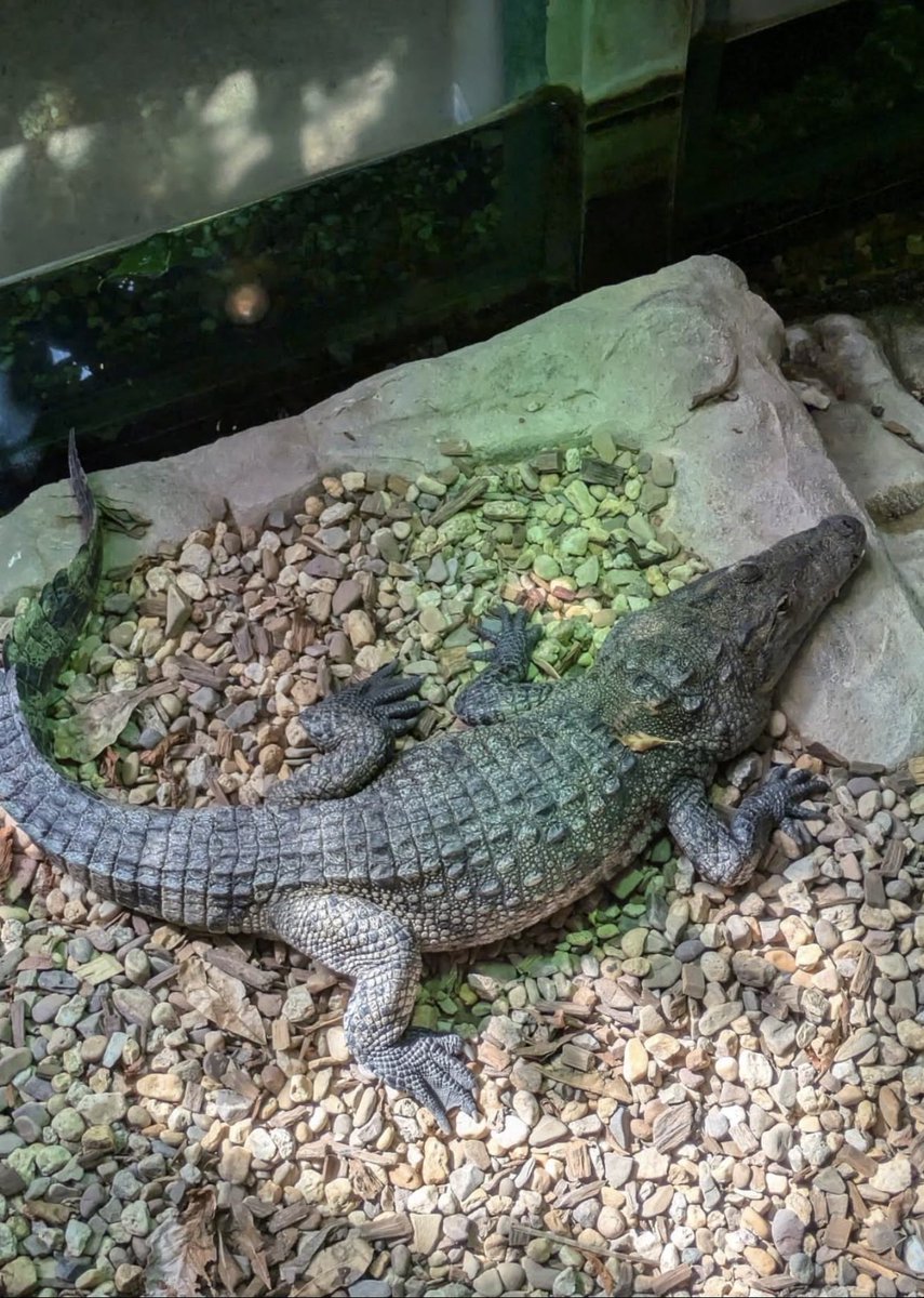 astrojoelvega's tweet photo. Hoy, domingo, nos hemos levantado temprano para ir a Bettembourg y llevar a nuestra peque al único zoo de Luxemburgo, para que pueda disfrutar viendo a todos los animales. https://t.co/SuEOoEtfIj