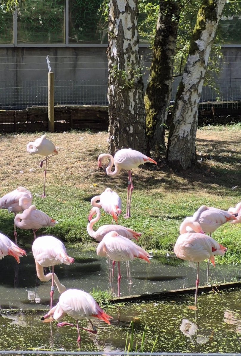 astrojoelvega's tweet photo. Hoy, domingo, nos hemos levantado temprano para ir a Bettembourg y llevar a nuestra peque al único zoo de Luxemburgo, para que pueda disfrutar viendo a todos los animales. https://t.co/SuEOoEtfIj