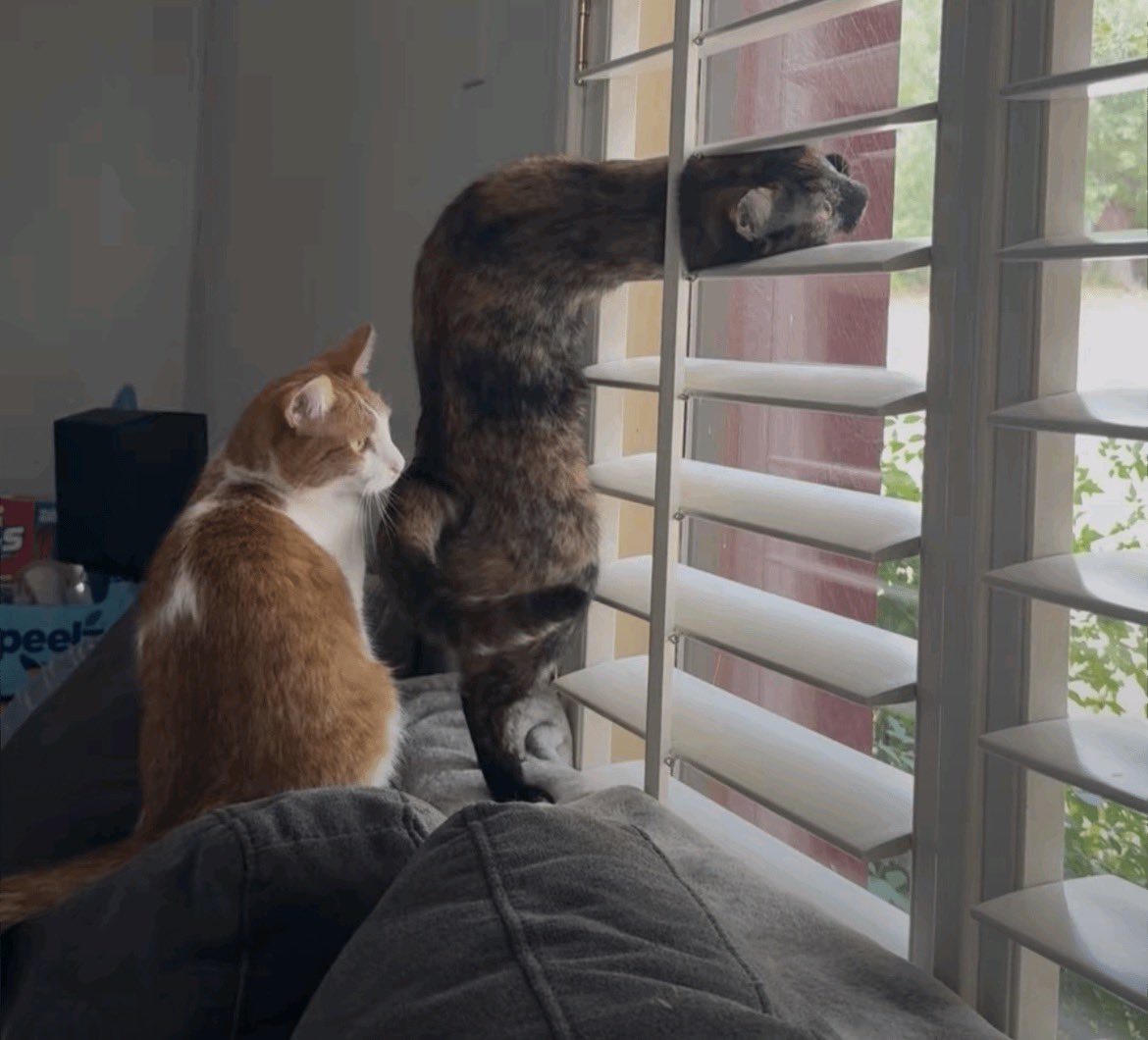 WeAssessCats's tweet photo. What's the weirdest angle your cat was ever in? https://t.co/PEloKJHjDm