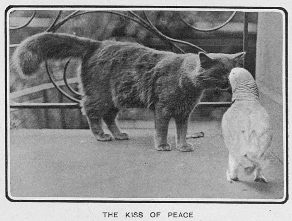 yesterdaysprint's tweet photo. Tatler, London, England, September 27, 1905 https://t.co/HDq4ZuxFO3