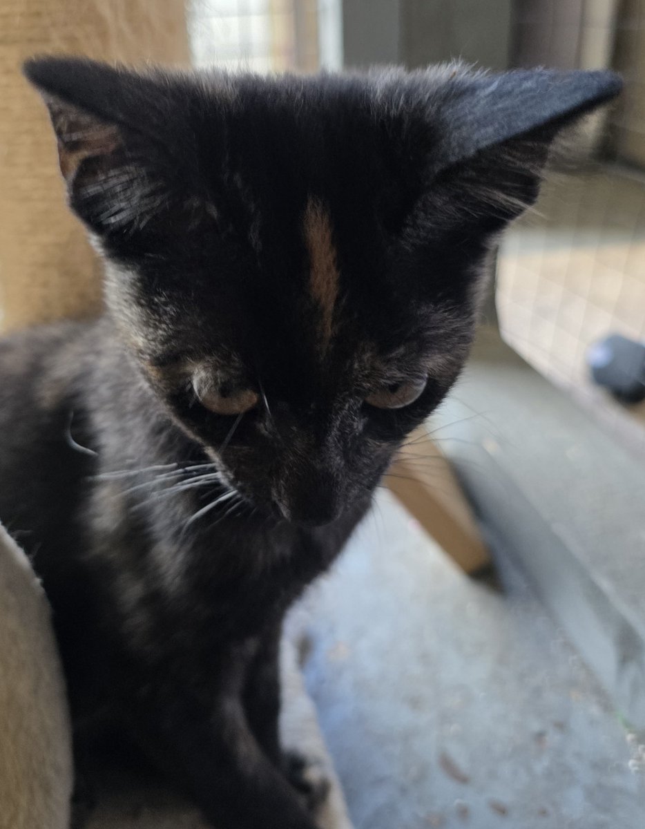 srh_sue's tweet photo. We will be welcoming a little rescue cat into our family next weekend. After losing our boy, Merlin back in February we now feel ready to open our hearts once again.  She's definitely a character. Our tiny torti with lots of attitude. 🧡
#rescuecats #cats #family https://t.co/hAqLAtF4Cc