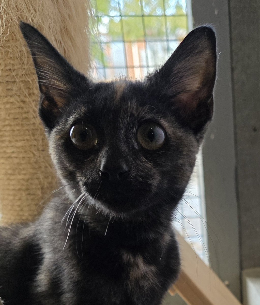 srh_sue's tweet photo. We will be welcoming a little rescue cat into our family next weekend. After losing our boy, Merlin back in February we now feel ready to open our hearts once again.  She's definitely a character. Our tiny torti with lots of attitude. 🧡
#rescuecats #cats #family https://t.co/hAqLAtF4Cc