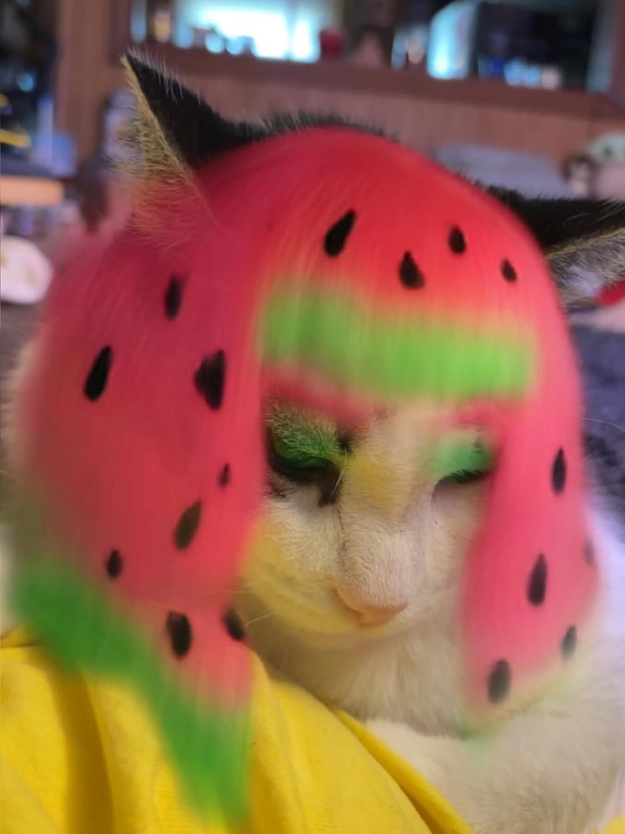 shellyshell2u's tweet photo. Curly πΊ #catselfie #cats_of_instagram #catsofinstagram #catstagram #cats_of_world #catsoftheday #instacat #catsofig #catsoftwitter #catsofbluesky #cat #cats #snapchat #curlythecat https://t.co/kTMiInwUNB
